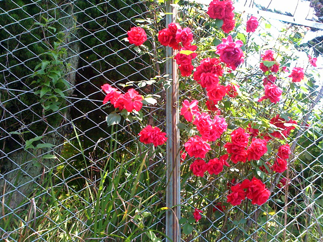 201006025.jpg