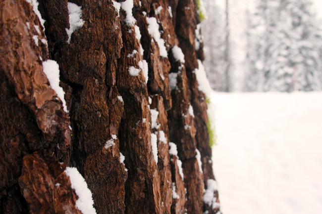 snowybark.jpg